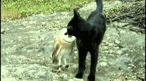 قطة و بومة و صداقة غريبة